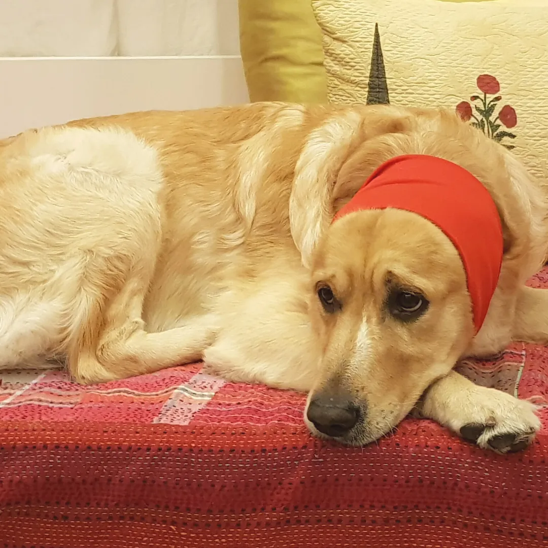 PoochMate Anti-Anxiety Combo
